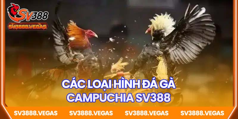 Các loại hình đá gà Campuchia SV388