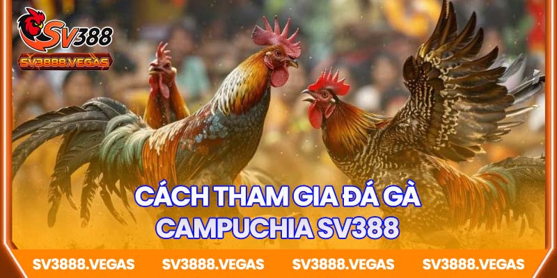 Cách tham gia đá gà Campuchia SV388 an toàn