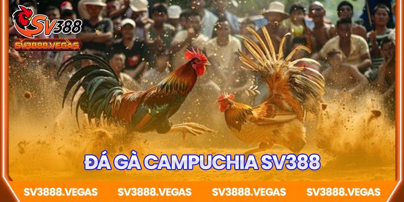 Đá Gà Campuchia SV388 – Đỉnh Cao Sân Chơi Gà Online