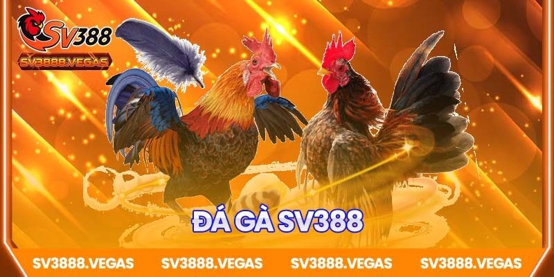 Sân chơi đá gà Thomo Online SV388