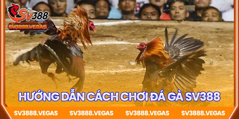 Hướng dẫn chi tiết cách chơi đá gà