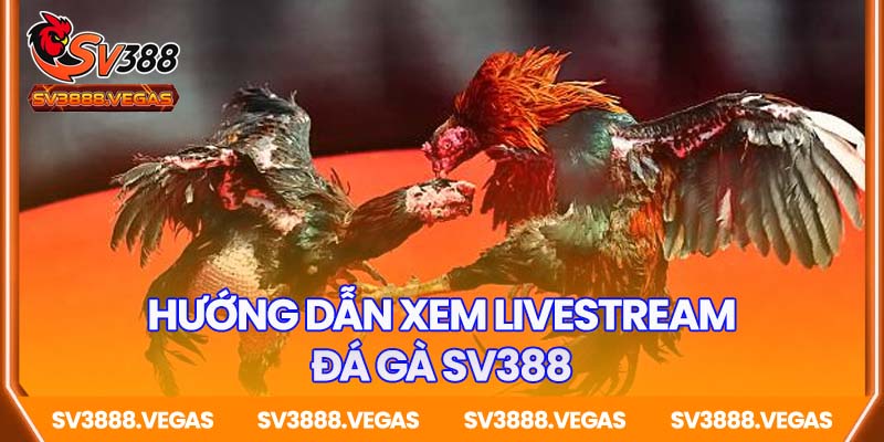 Hướng dẫn cách xem livestream đá gà SV388