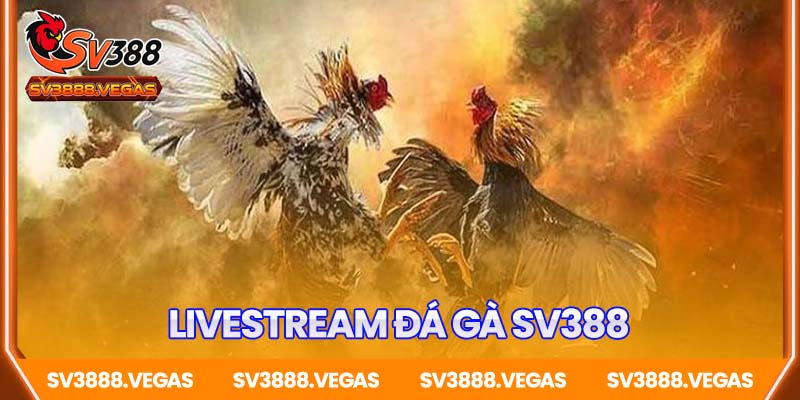 Livestream đá gà SV388 – Đỉnh cao giải trí cho tín đồ đá gà