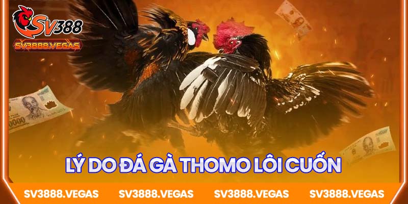 Lý do bạn không thể bỏ qua xem đá gà Thomo