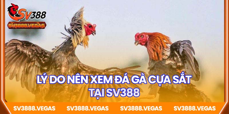Lý do nên chọn xem đá gà cựa sắt tại SV388