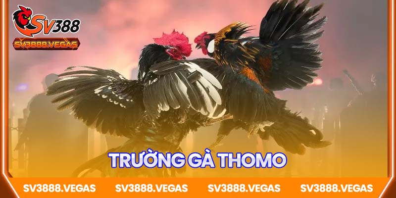 Trường gà Thomo – Vượt xa một trò chơi, là văn hóa