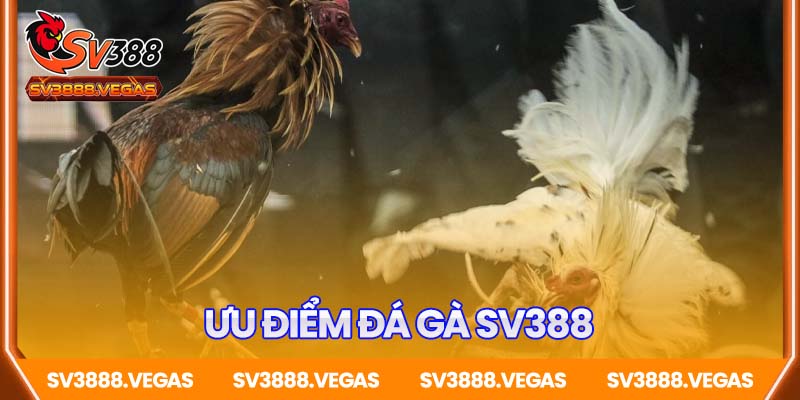 Điều gì khiến livestream đá gà SV388 vượt trội