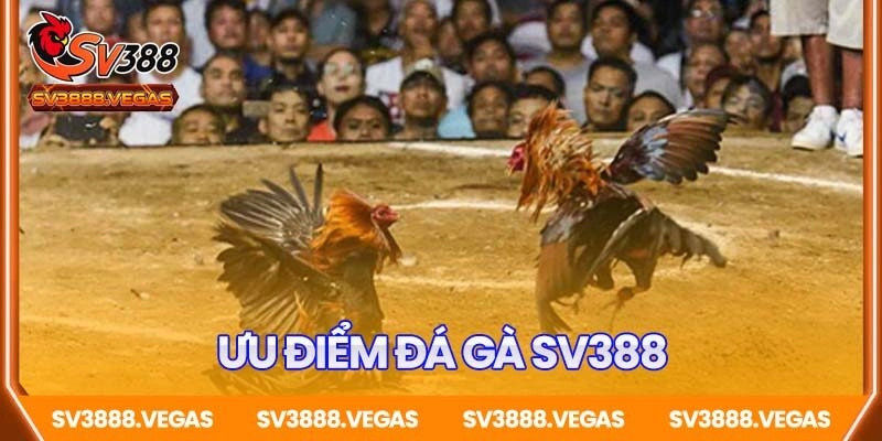 Tổng hợp ưu điểm đá gà SV388