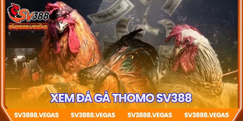Xem đá gà Thomo – Đỉnh cao giải trí dành cho đam mê gà chiến